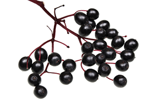 A photo of elderberries
