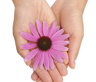 A hand holding an echinacea flower