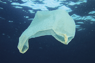 A plastic bag in the sea