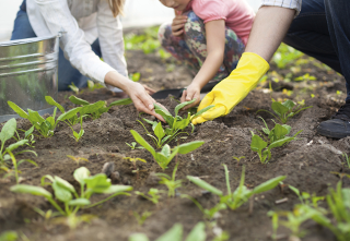 A photo of some plants being tended